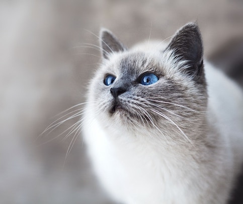 10 Fun Facts about Pets